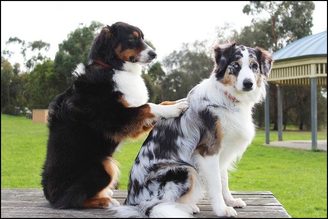 Dog with paws on back on another dog